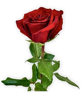 Роза Freedom, (80 см)