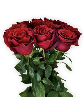 Роза Freedom, (80 см)