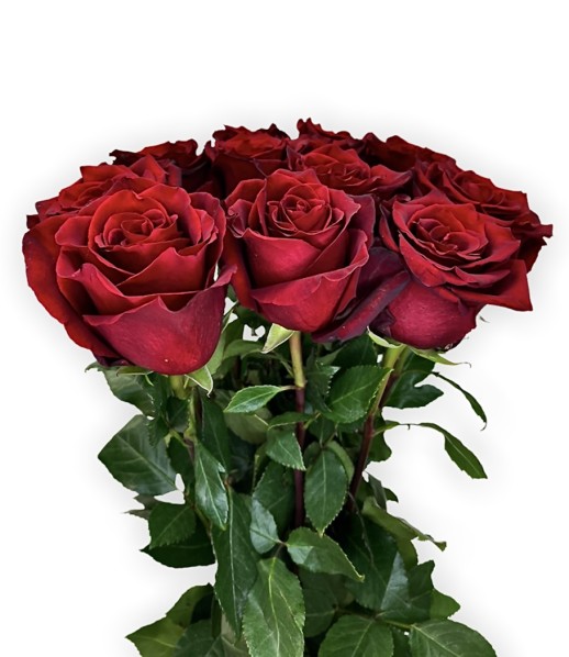 Роза Freedom, (80 см)