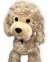 Пудель Рич (бежевый, 45 см)