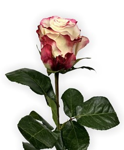 Роза Sweetness (80 см)