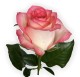 Роза российская Jumilia (50 см)