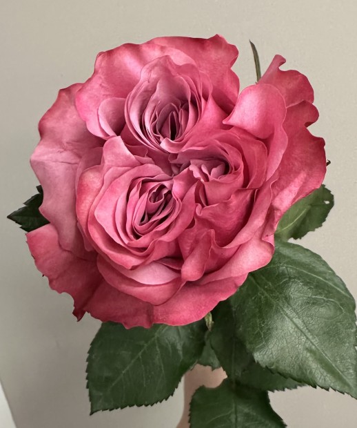 Роза Country Blues 60см