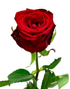 Роза российская Red naomy (ароматная 60см)