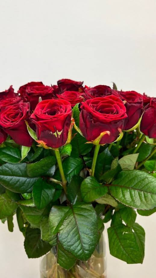 Роза российская Red naomy (ароматная 60см)