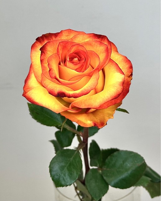 Роза High and Magic (60 см)