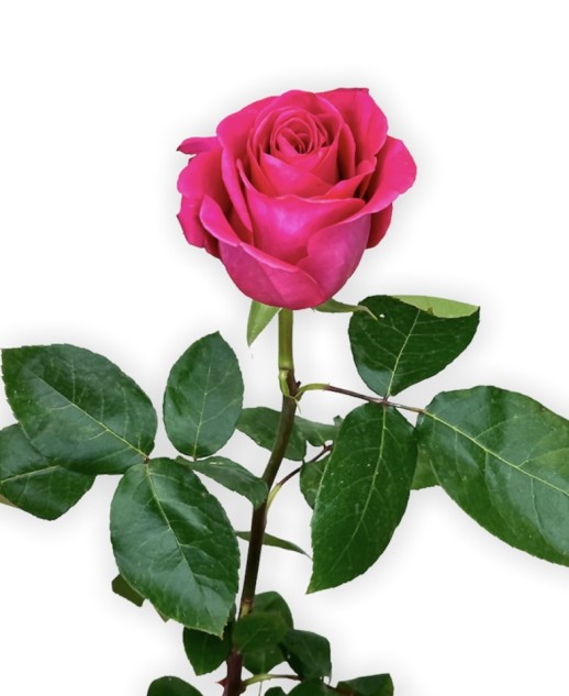 Роза Pink Floyd (ароматная 60 см)