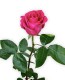 Роза Pink Floyd (ароматная 60 см)