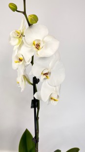 Орхидея Phalaenopsis (белая)