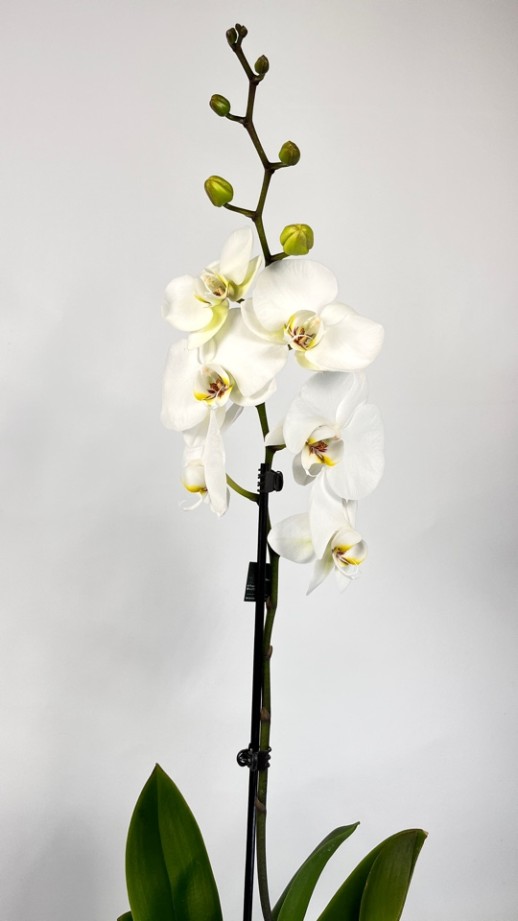 Орхидея Phalaenopsis (белая)