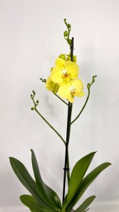 Орхидея Phalaenopsis (желтая)