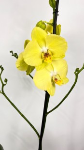 Орхидея Phalaenopsis (желтая)