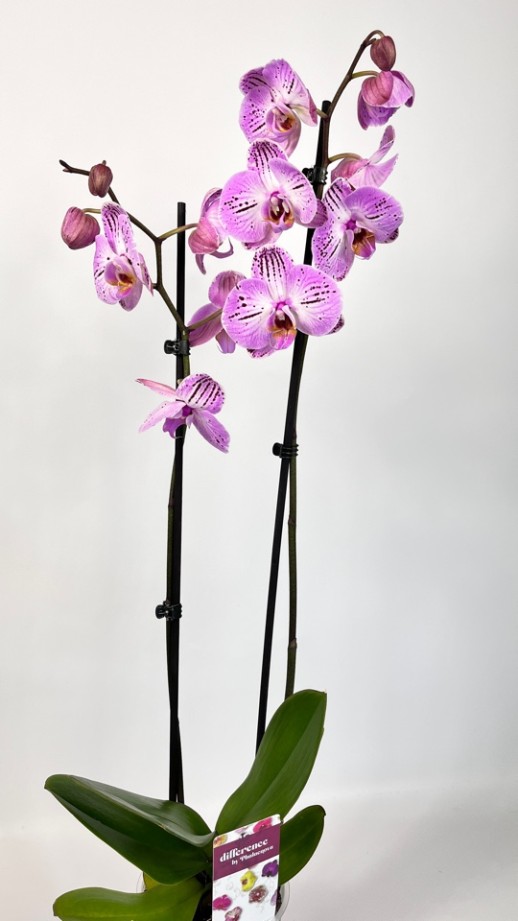 Орхидея Phalaenopsis (сиреневая)