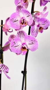 Орхидея Phalaenopsis (сиреневая)
