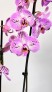 Орхидея Phalaenopsis (сиреневая)
