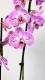 Орхидея Phalaenopsis (сиреневая)