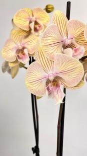 Орхидея Phalaenopsis (бледно-жёлтая)