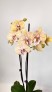 Орхидея Phalaenopsis (бледно-жёлтая)