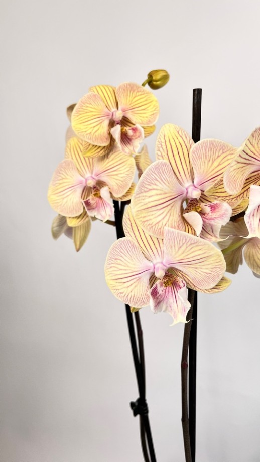 Орхидея Phalaenopsis (бледно-жёлтая)