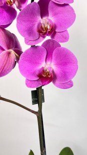 Орхидея Phalaenopsis (фиолетовая)