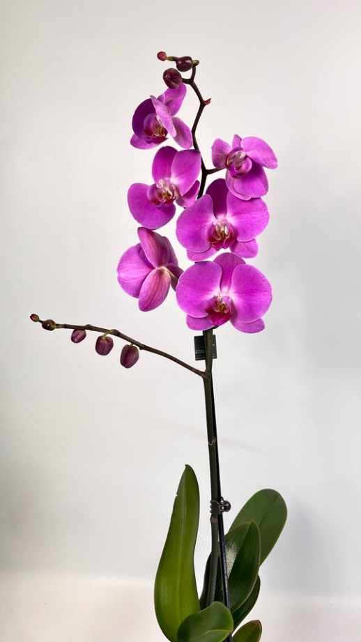 Орхидея Phalaenopsis (фиолетовая)
