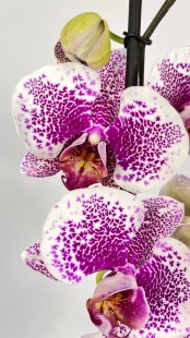 Орхидея Phalaenopsis (фиолетовая, белая)