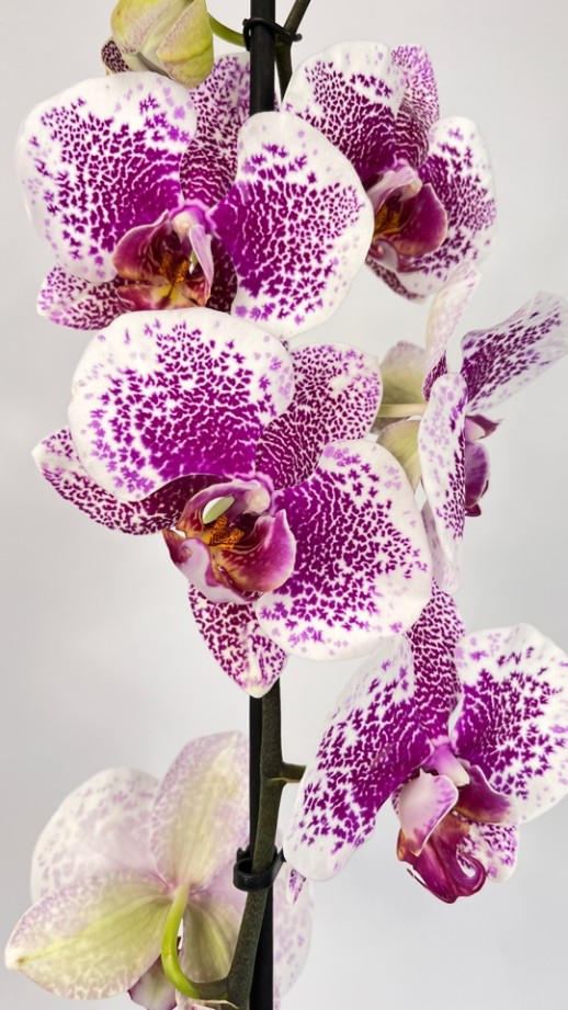 Орхидея Phalaenopsis (фиолетовая, белая)