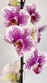 Орхидея Phalaenopsis (фиолетовая, белая)