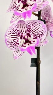 Орхидея Phalaenopsis (сиреневая,белая)