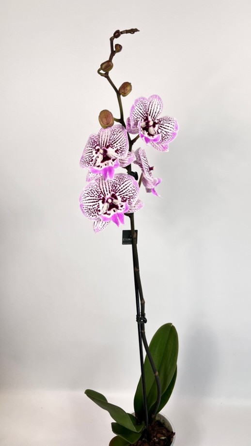 Орхидея Phalaenopsis (сиреневая,белая)