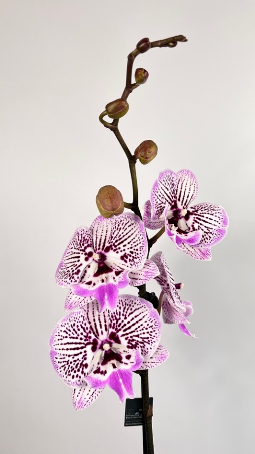 Орхидея Phalaenopsis (сиреневая,белая)