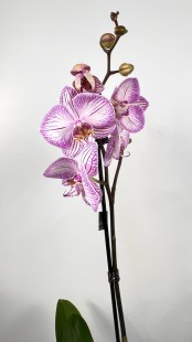 Орхидея Phalaenopsis (светлая сирень)