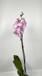 Орхидея Phalaenopsis (светлая сирень)