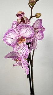 Орхидея Phalaenopsis (светлая сирень)