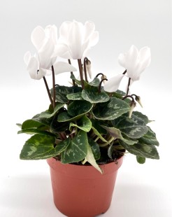 Цикламен (белый)