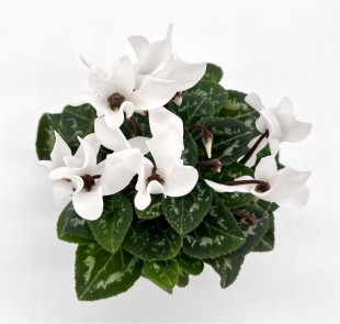 Цикламен (белый)