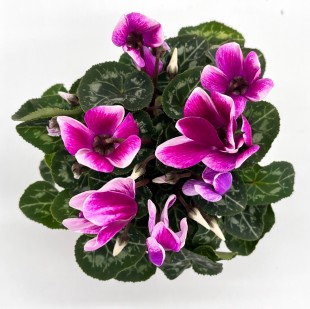 Цикламен (фиолетовый)