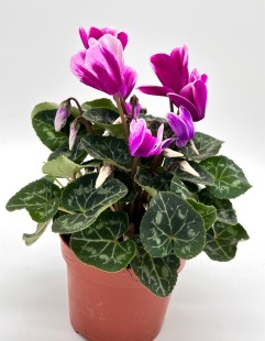 Цикламен (фиолетовый)