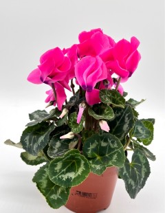 Цикламен (розовый)