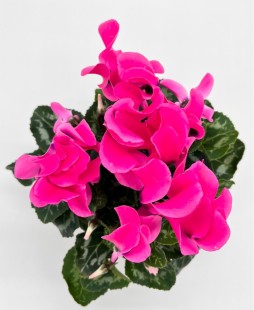 Цикламен (розовый)