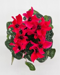 Цикламен (красный)