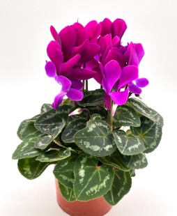 Цикламен (фуксия)