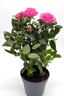 Горшечная роза (пионовидная)