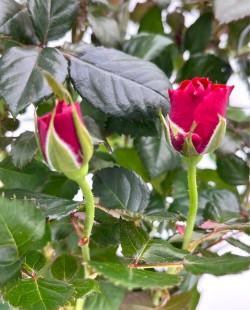 Горшечная роза