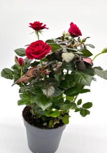 Горшечная роза