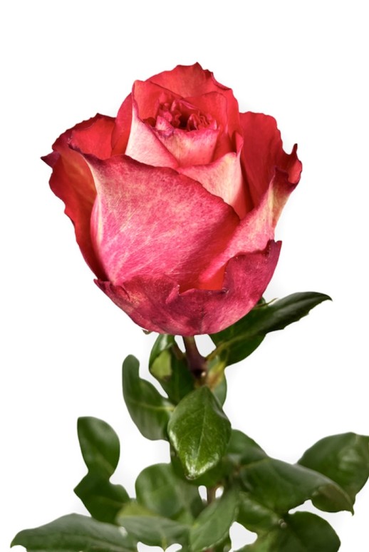 Роза Игуазу (80см)