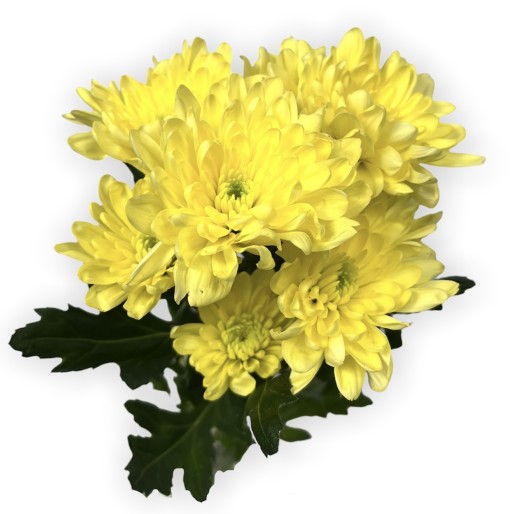 Хризантема кустовая Жёлтая