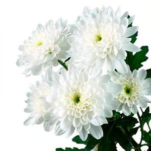 Кустовая хризантема Белая