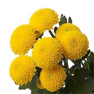 Кустовая хризантема (Лимончелло)