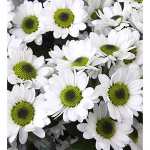 Кустовая хризантема сантини (Белая)